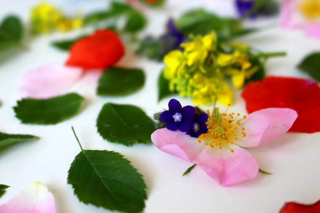 flower, meadow, nature