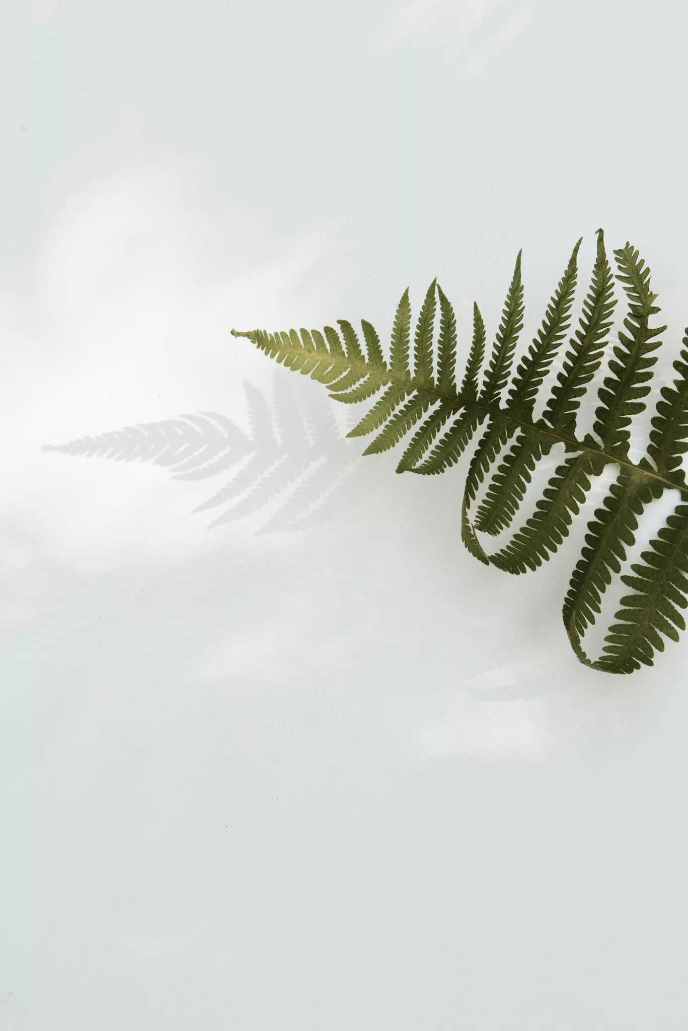 Green Fern Leaf